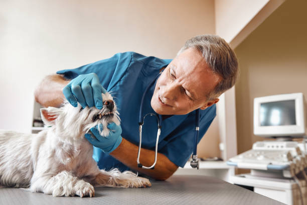 Best Walk-In Emergency Dentist in South San Gabriel, CA